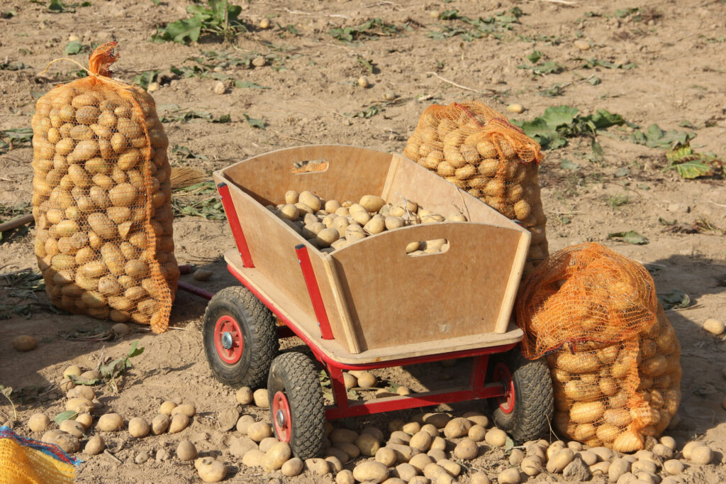 Bollerwagen mit Kartoffeln, Kartoffelsäcke um den Bollerwagen
